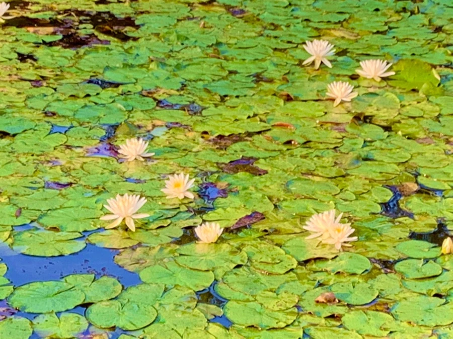 IMG_0769.jpg?type=w966