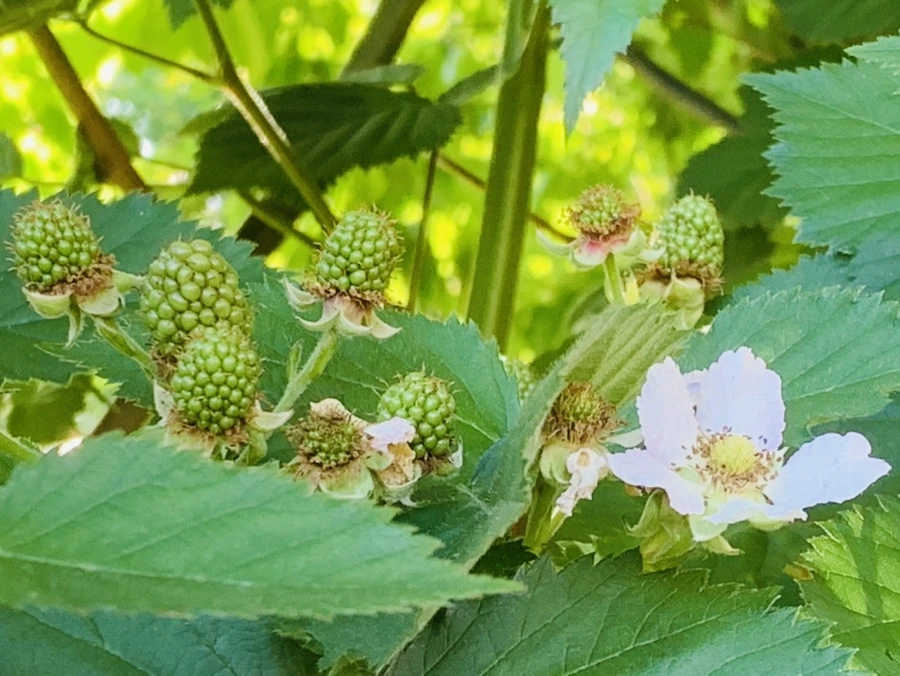 IMG_3995.jpg?type=w966