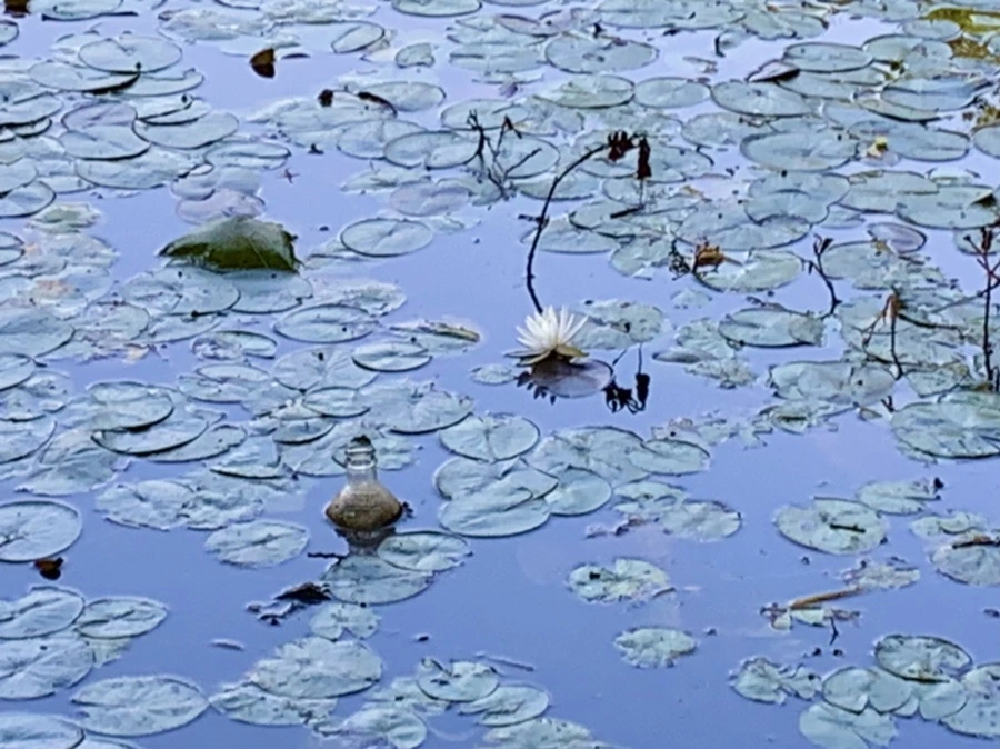 IMG_0744.jpg?type=w966