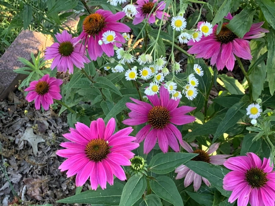 IMG_6514.jpg?type=w966