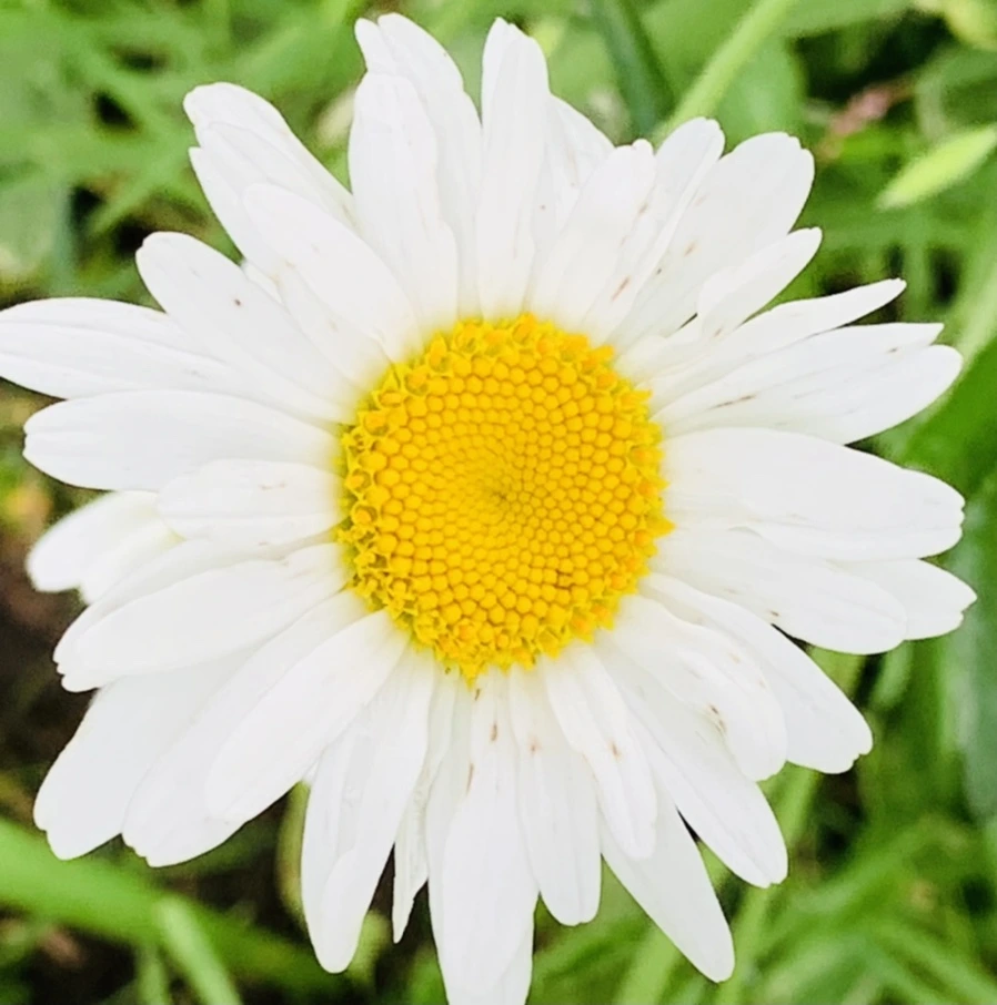 IMG_0415.jpg?type=w966