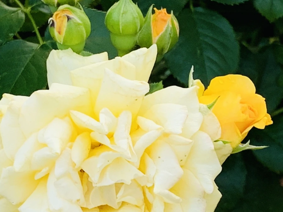 IMG_2945.jpg?type=w966