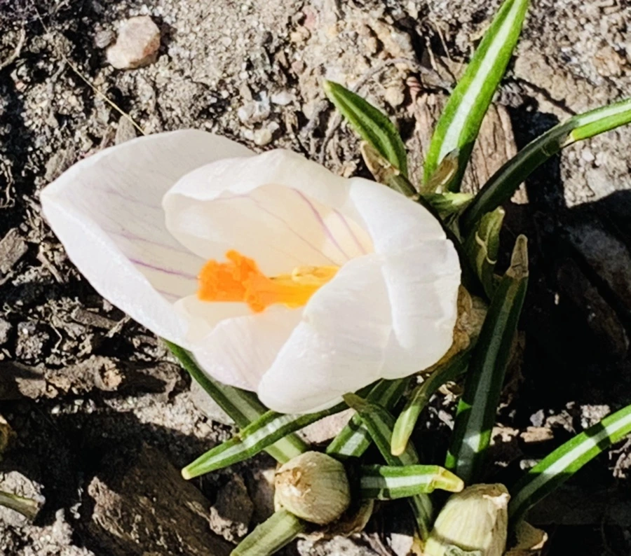 IMG_0735.jpg?type=w966