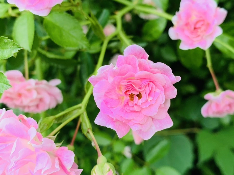 IMG_2274.jpg?type=w966