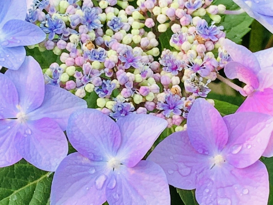 IMG_6048.jpg?type=w966