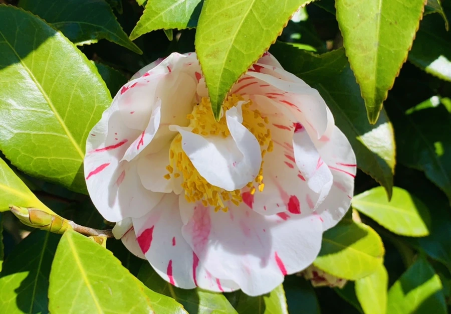 IMG_8186.jpg?type=w966