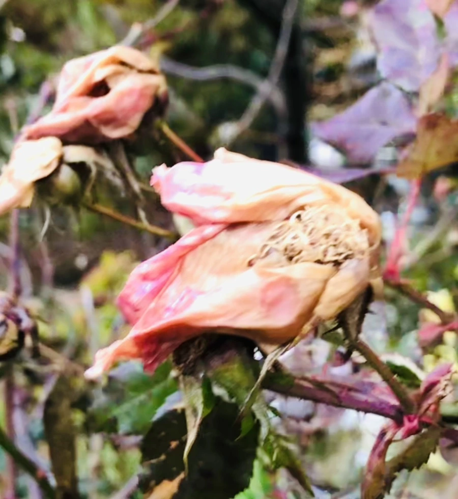 IMG_8156.jpg?type=w966