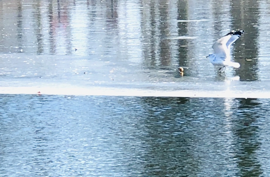 IMG_5556.jpg?type=w966