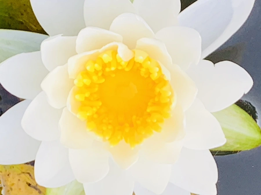 IMG_6606.jpg?type=w966