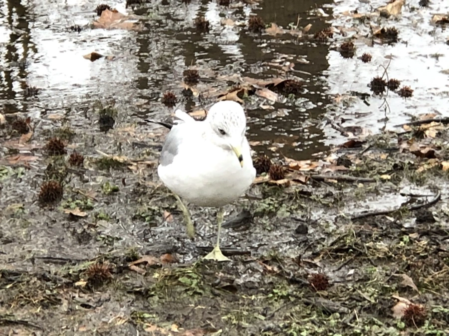 IMG_9389.jpg?type=w966