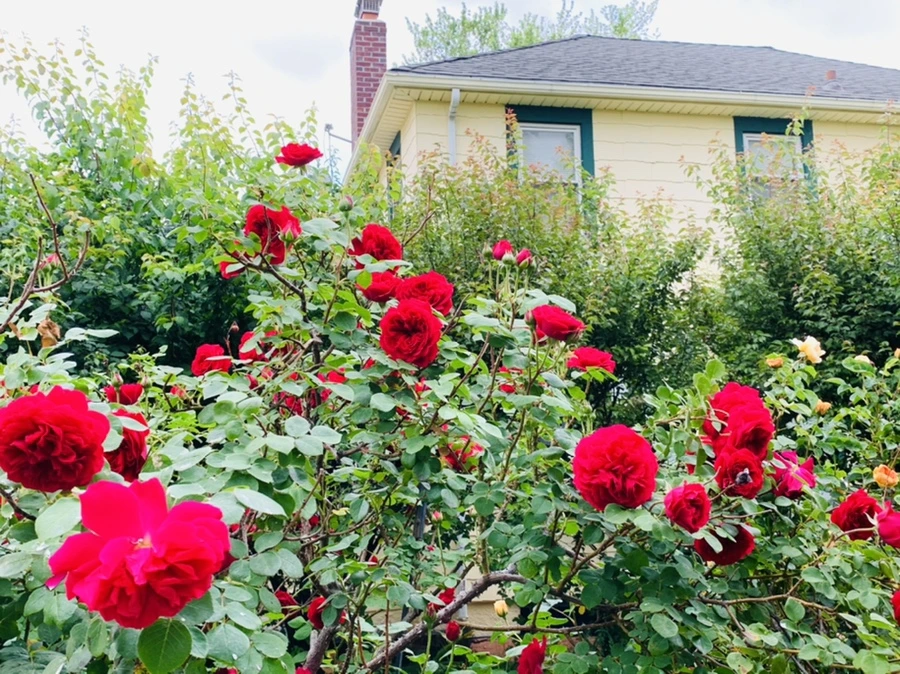 IMG_5988.jpg?type=w966