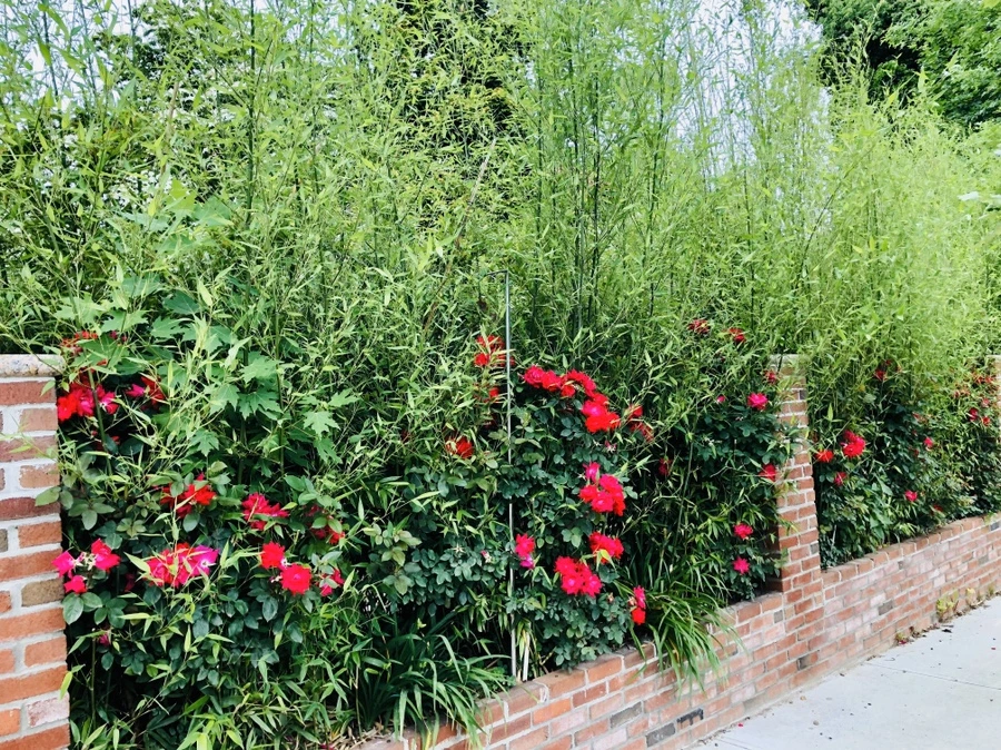 IMG_8892.jpg?type=w966