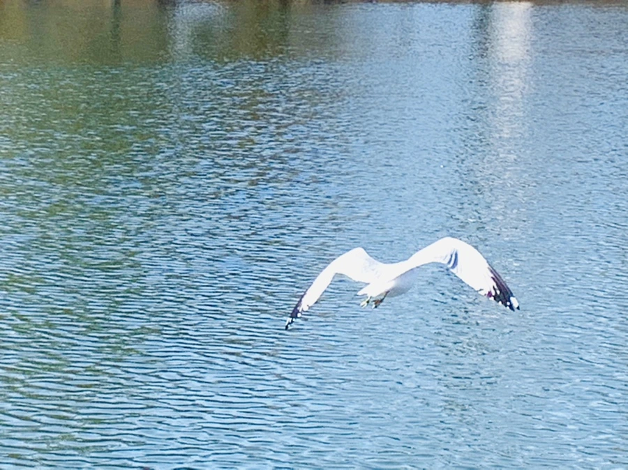 IMG_9387.jpg?type=w966