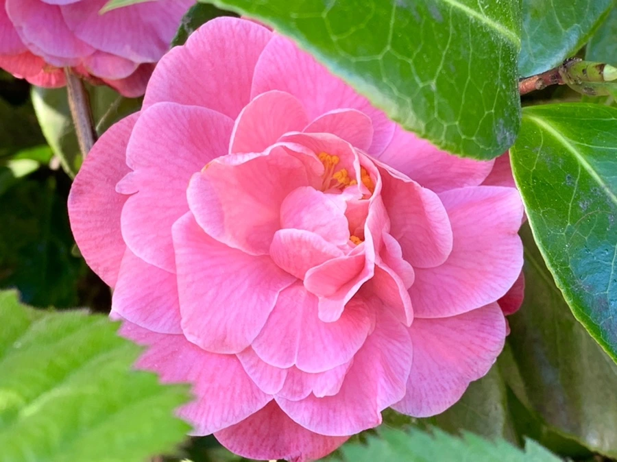 IMG_2015.jpg?type=w966