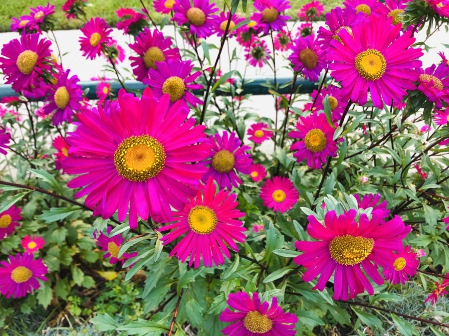 IMG_0174.jpg?type=w966