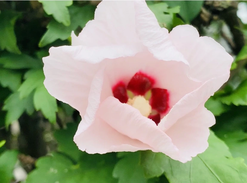 IMG_6103.jpg?type=w966