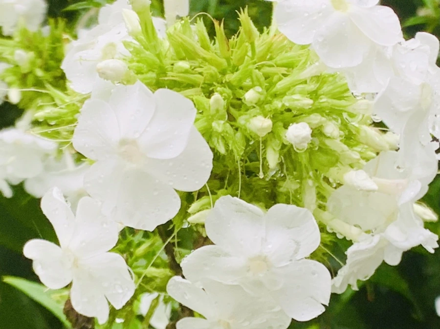 IMG_3845.jpg?type=w966