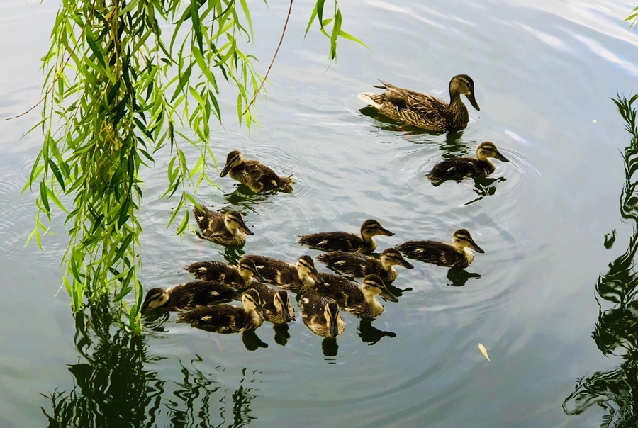 IMG_3115.jpg?type=w966