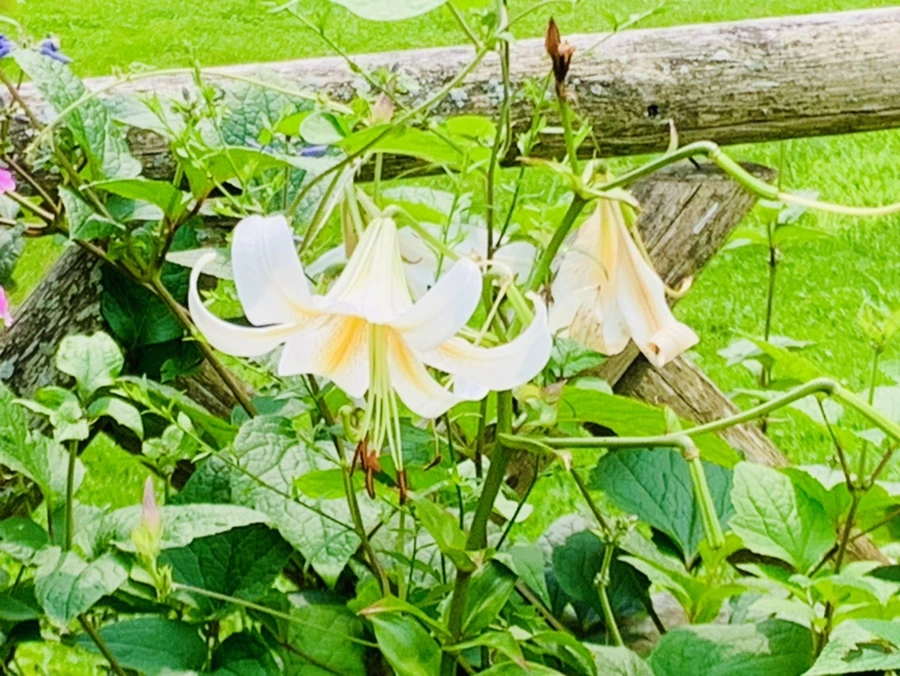 IMG_9431.jpg?type=w966