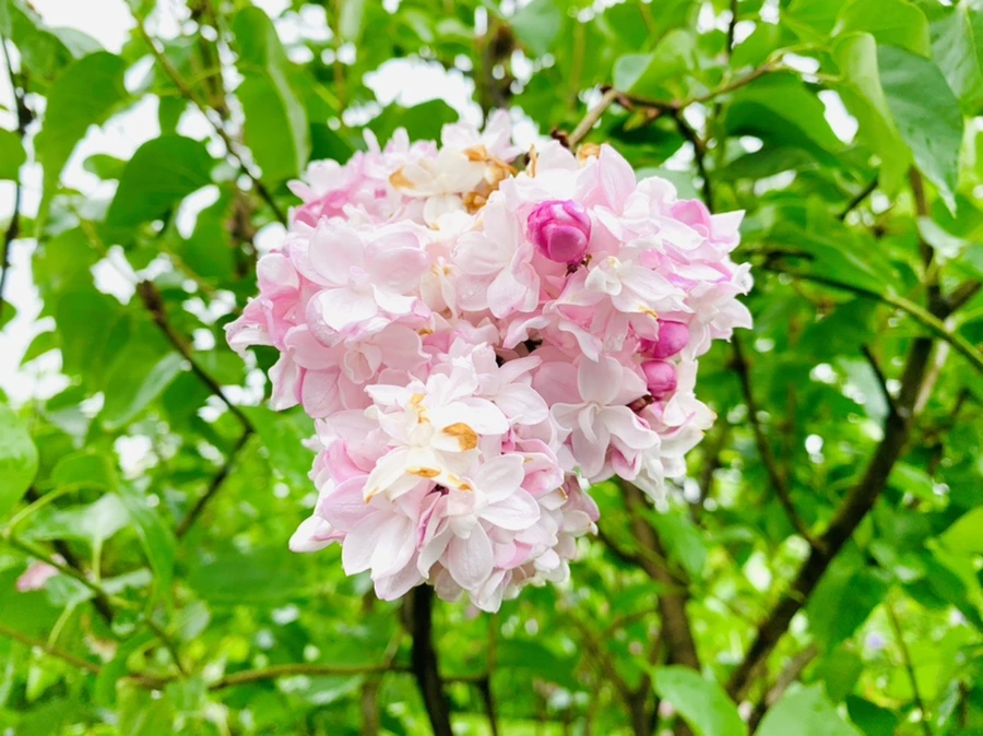 IMG_9945.jpg?type=w966