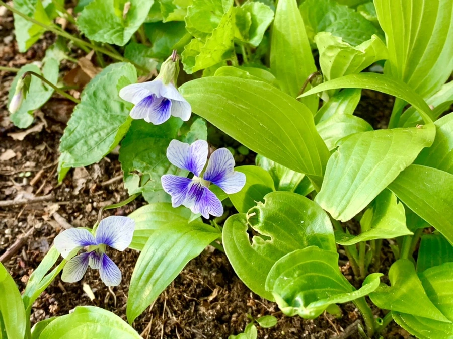 IMG_4112.jpg?type=w966