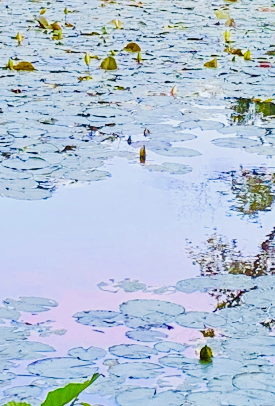 IMG_2973.jpg?type=w966