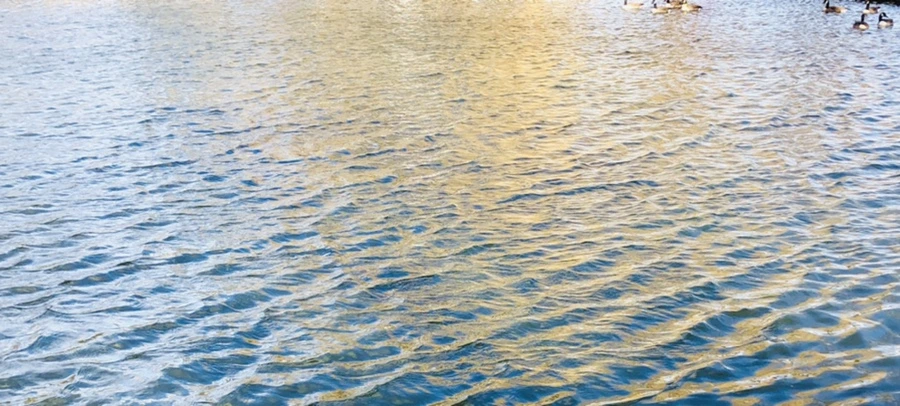 IMG_9183.jpg?type=w966