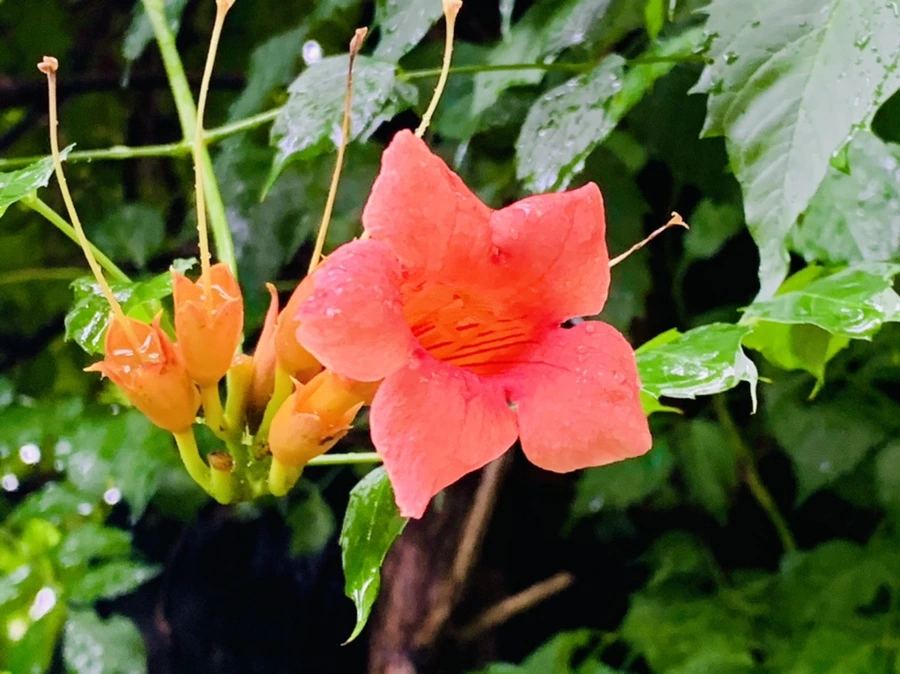 IMG_0058.jpg?type=w966