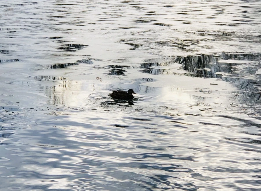 IMG_5029.jpg?type=w966