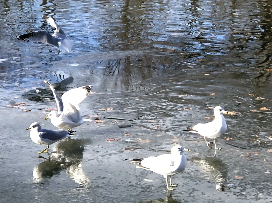 IMG_1793.jpg?type=w966