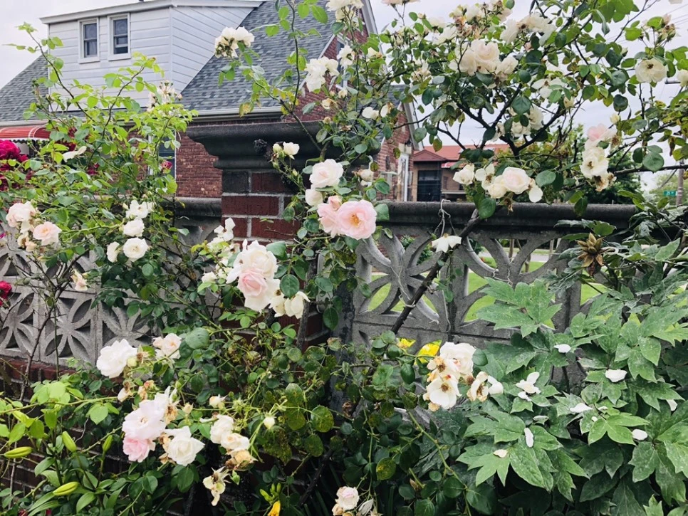 IMG_6142.jpg?type=w966