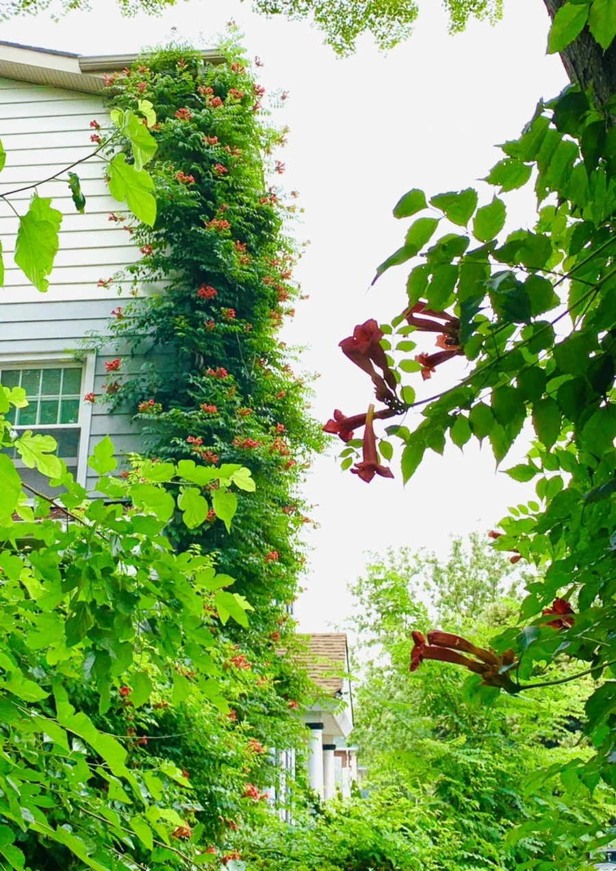 IMG_7136.jpg?type=w966