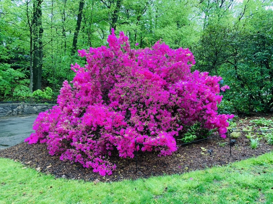 IMG_9926.jpg?type=w966