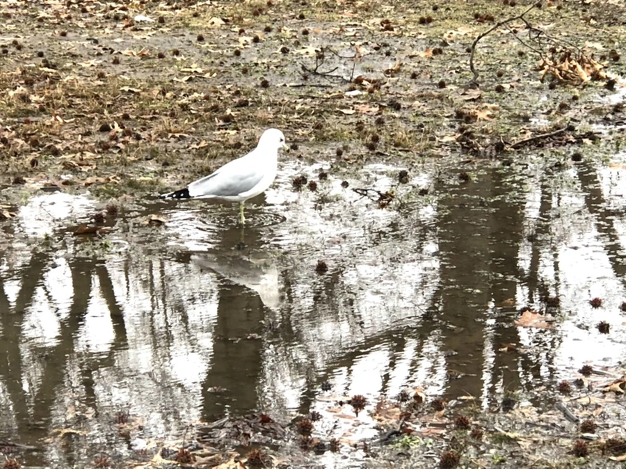 IMG_9411.jpg?type=w966