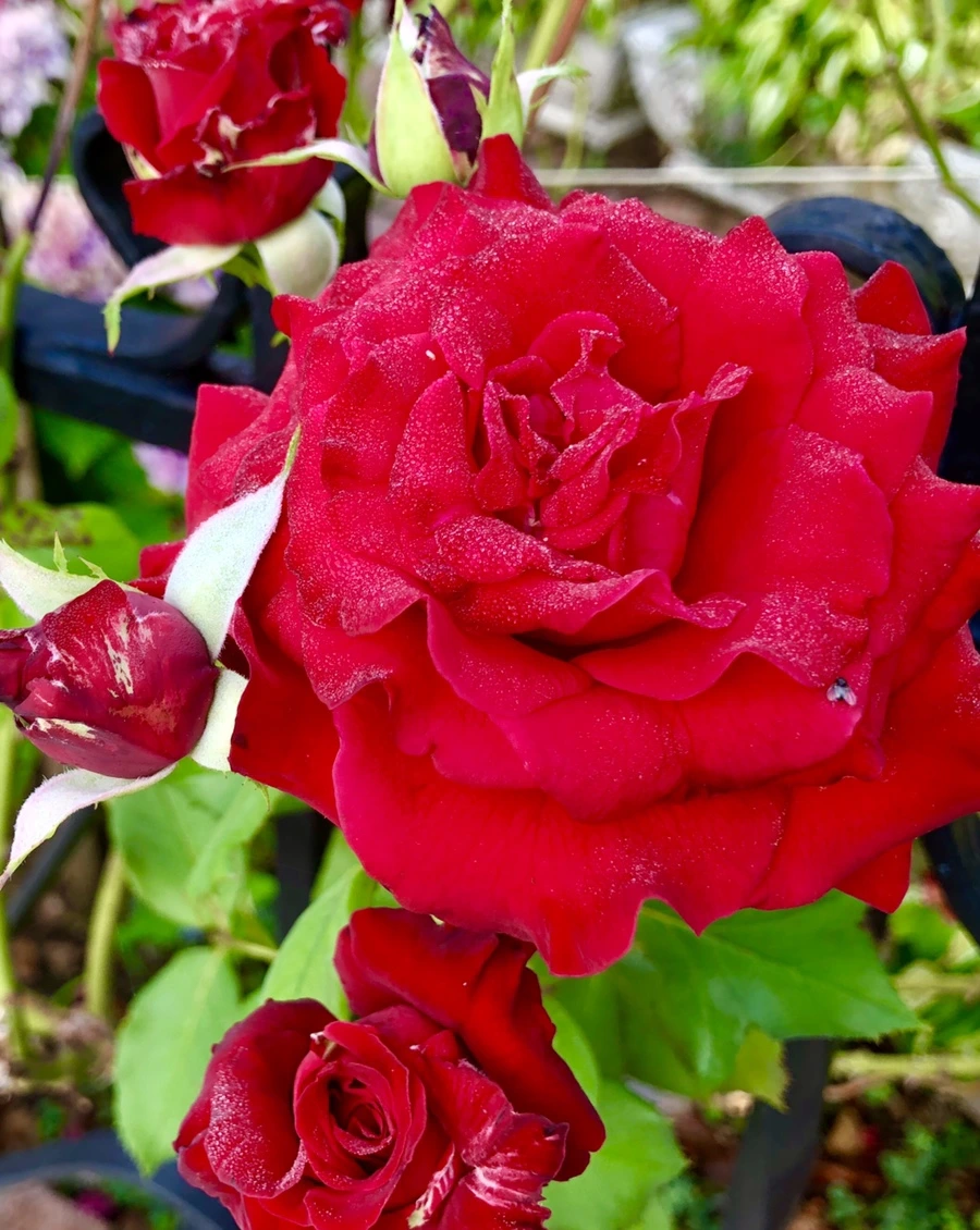 IMG_3449.jpg?type=w966