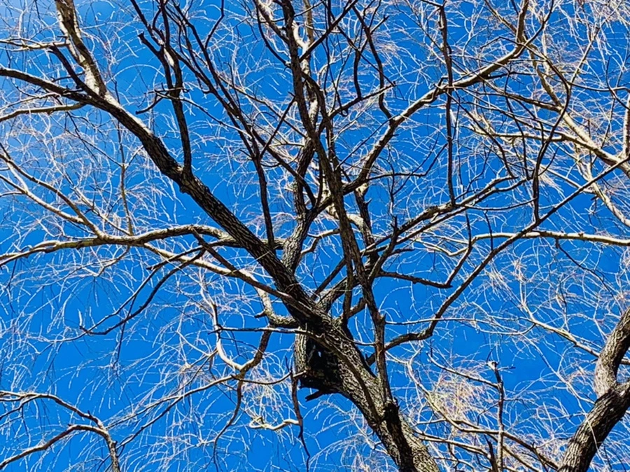 IMG_0610.jpg?type=w966