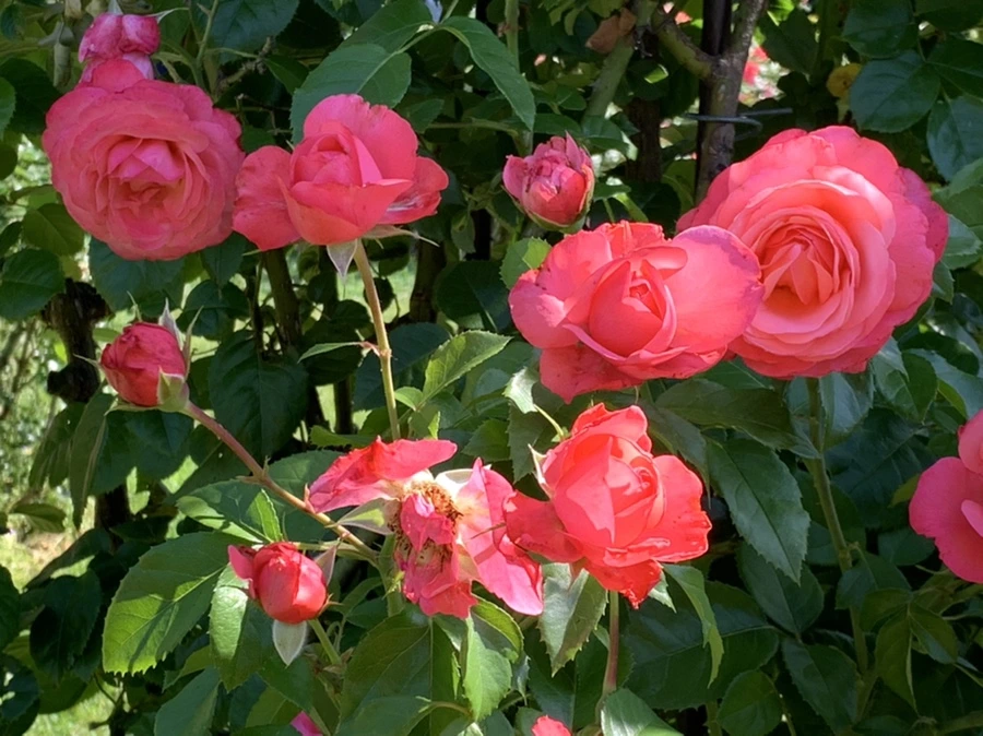 IMG_3091.jpg?type=w966