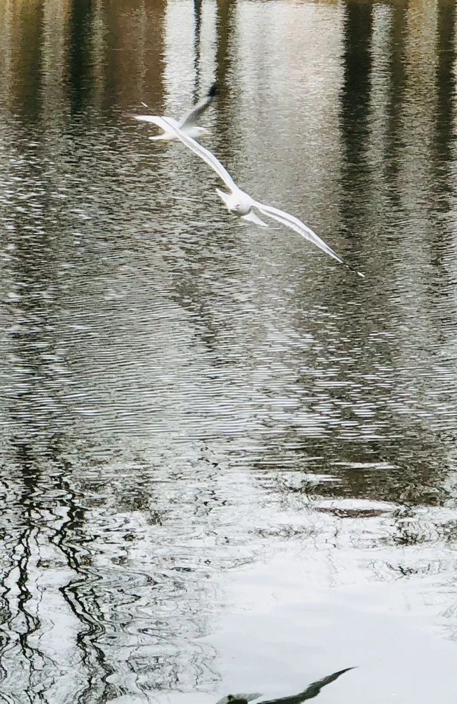 IMG_8622.jpg?type=w966