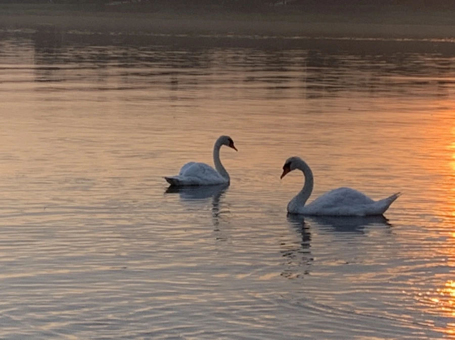 IMG_1463.jpg?type=w966