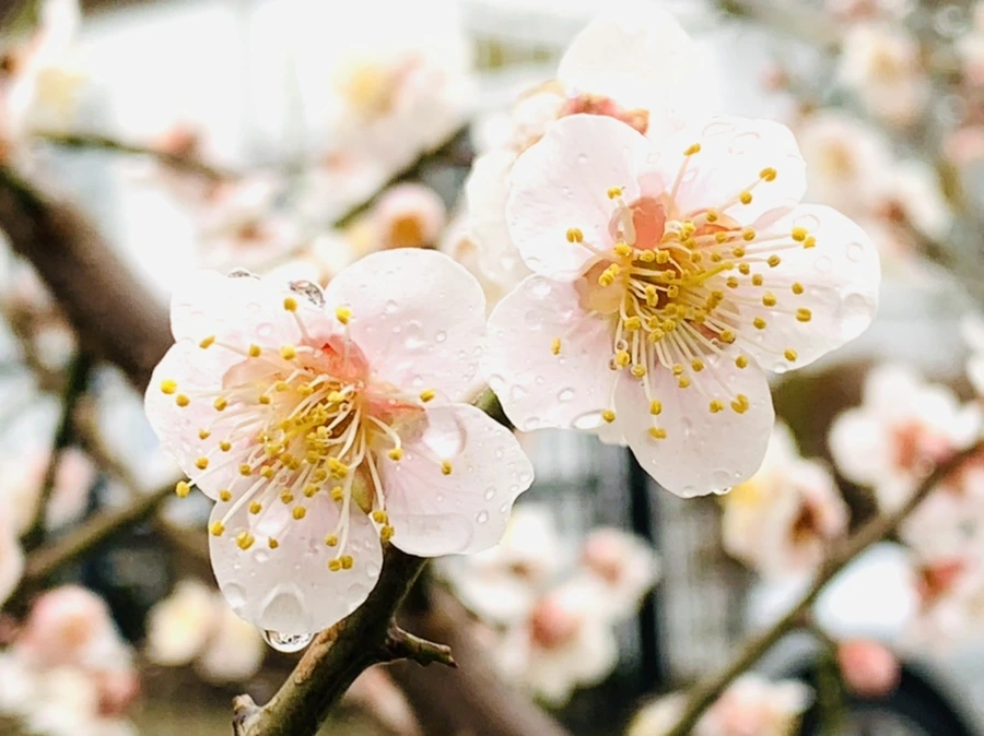 IMG_1778.jpg?type=w966