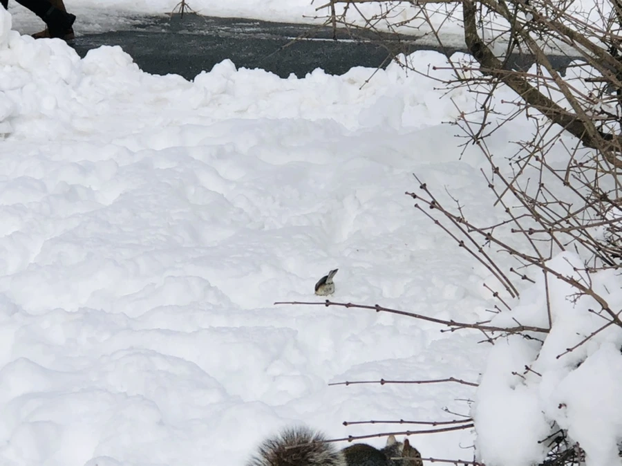 IMG_9267.jpg?type=w966