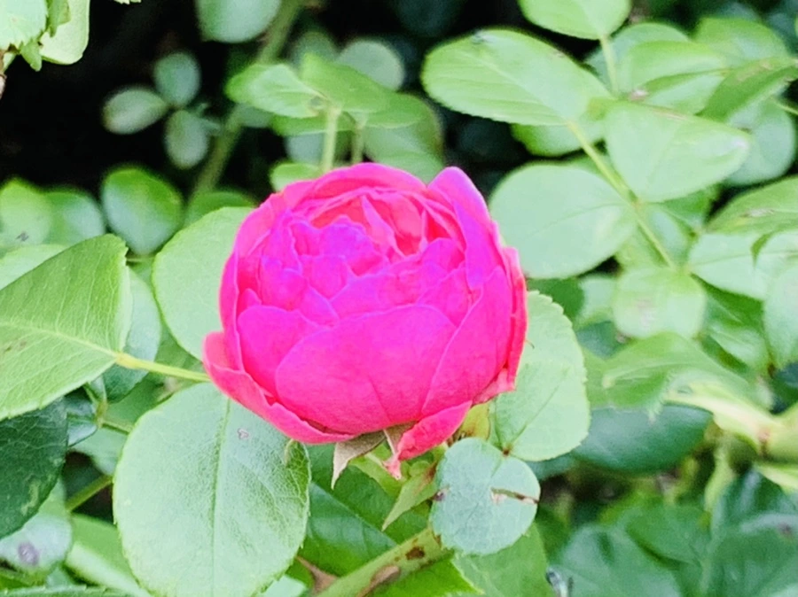 IMG_5072.jpg?type=w966