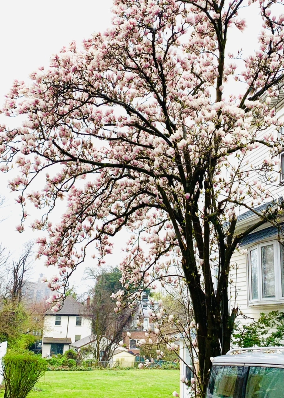 IMG_0702.jpg?type=w966