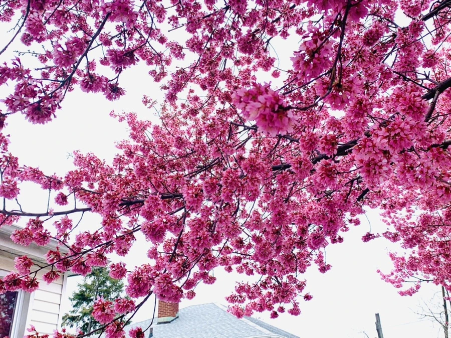 IMG_6285.jpg?type=w966