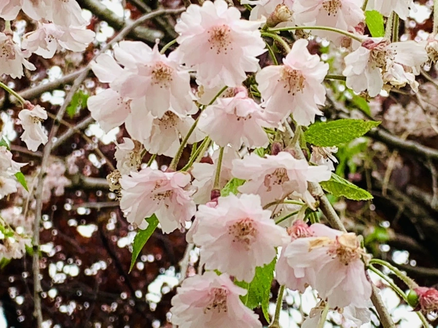 IMG_7436.jpg?type=w966