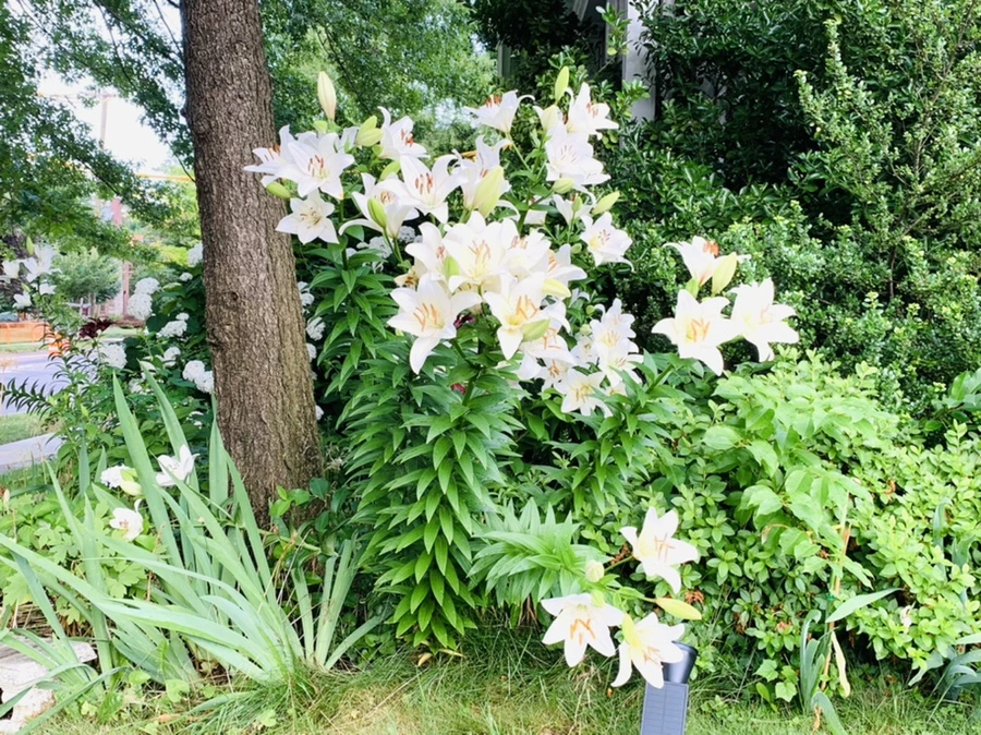 IMG_7325.jpg?type=w966