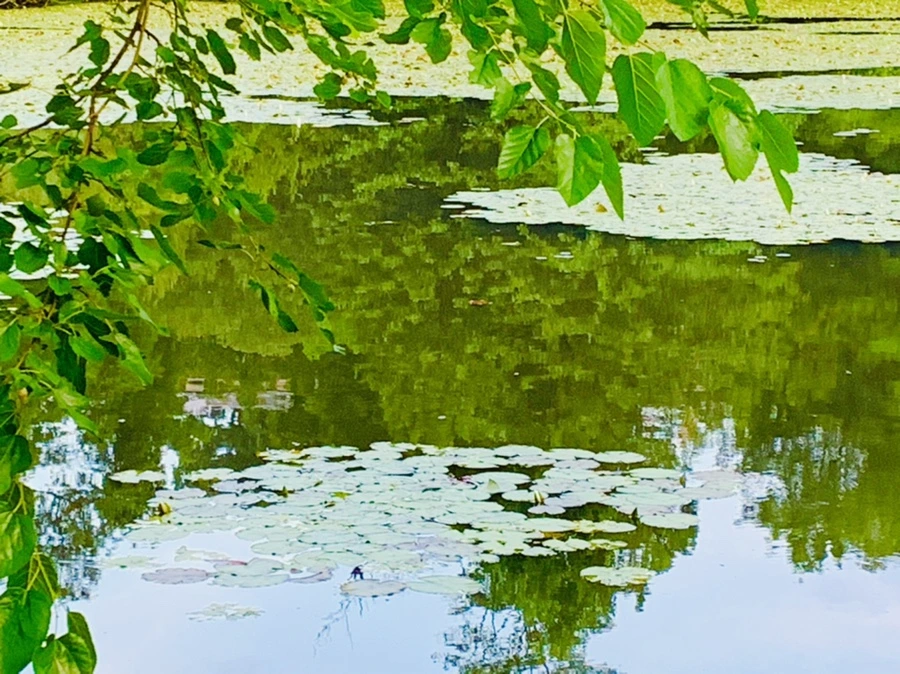 IMG_2992.jpg?type=w966