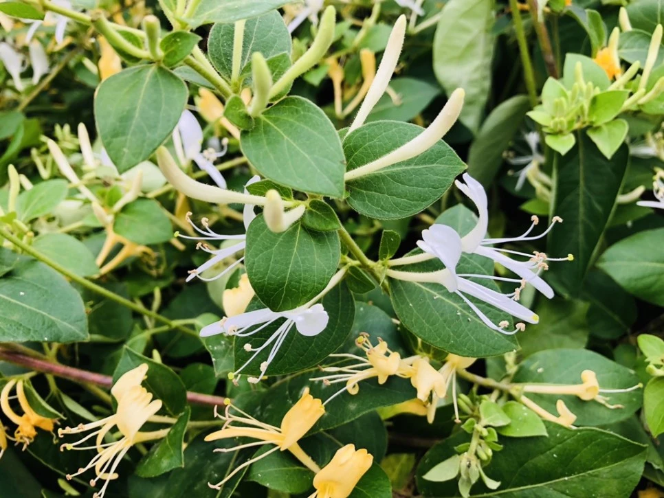 IMG_5550.jpg?type=w966