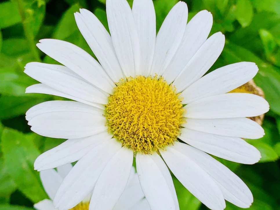 IMG_9360.jpg?type=w966