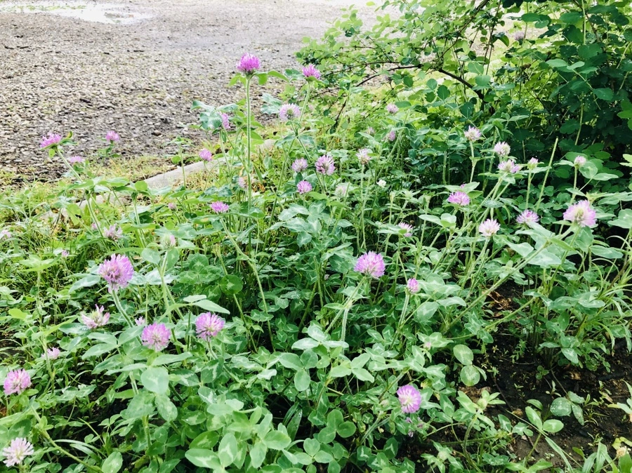 IMG_8178.jpg?type=w966